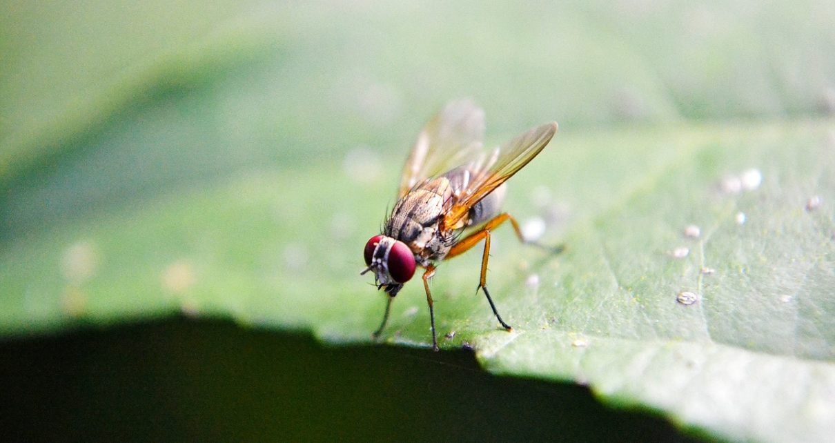 fruit fly